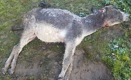 Nord Astigiano: i lupi sbranano un'asinella