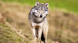 Nella notte attacco dei lupi a Montaldo Scarampi: sbranate due caprette