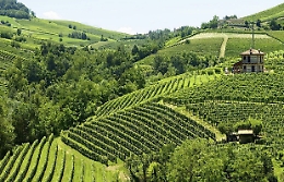 Con Grignolino e Dolcetto il Monferrato diventa veramente autentico