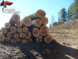 Rade al suolo un bosco e ci pianta un noccioleto: denuncia e multa da 2300 euro