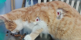 Salvo per miracolo il gatto impallinato con colpi di gomma