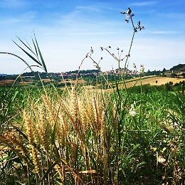 Pane, grani antichi, grignolino e letture: &egrave; Golosaria a Portacomaro