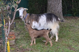 Altro attacco dei lupi a Rocca d'Arazzo: sbranata una capra con il suo piccolo di 20 giorni