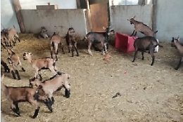 Incendio in una stalla a Bubbio, salvo il bestiame