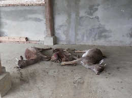 A Calamandrana altro attacco dei lupi: sbranata pecora da 80 kg