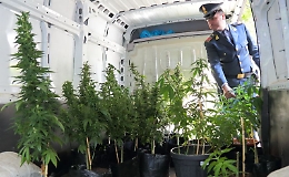 Montafia, vivaista coltivava la marijuana a casa: arrestato dalla Finanza