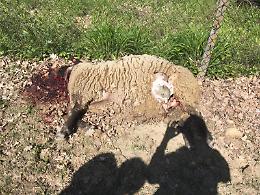 Due pecore sbranate dai lupi alle porte di Asti