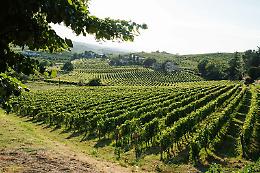 Arneis e Nebiolo Terre Alfieri festeggiano 10 anni di Doc