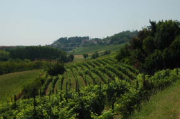 "Nel mezzo del cammin di nostre vigne" per gustare i vini, i piatti tipici e i panorami sanmartinesi