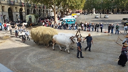 Festival delle Sagre: la storia contadina sfila e fa il pieno di applausi  - Fotogallery