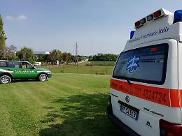 Dieci daini muoiono in un recinto a causa di un attacco di cani scappati da casa