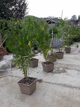 Barista arrestato per le piante di marijuana nel giardino di casa a Castell'Alfero