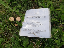 Divieto di raccolta funghi nei parchi cittadini: gi&agrave; trovate delle mortali Amanita Phalloides