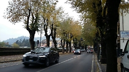 Platani malati, rischio abbattimento?