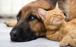 In un vademecum dell'Asl tutto cosa si deve sapere per avere in casa un amico a 4 zampe