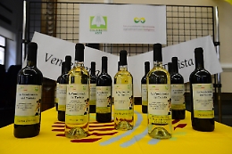 I turisti finalmente potranno vendemmiare in vigna