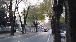 Da luned&igrave; "cadranno" i 27 olmi di viale Risorgimento