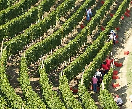 I dati della Vignaioli Piemonte: vendemmia buona, ma la quantit&agrave; &egrave; ridotta