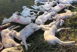 Mombercelli, il lupo fa strage di agnelli