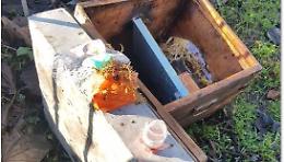 Vandali contro alcuni presepi di Oro, Incenso e Mirra