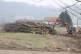 Asti, abbattuto il viale dei tigli di Valgera