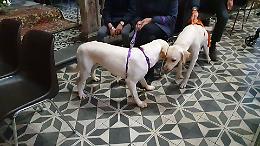 Asti, sfilata di "amici pelosi" alla benedizione degli animali