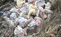 Capriglio, abbandonano un carico di pollame crudo vicino ad una fontana