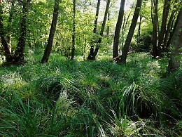 Piov&agrave; Massaia, appello per comprare un bosco di ontani