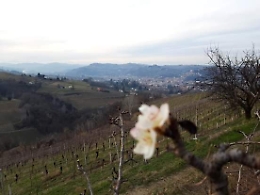 Stagione anticipata, i noccioleti "sbocciano" e gli agricoltori sono preoccupati