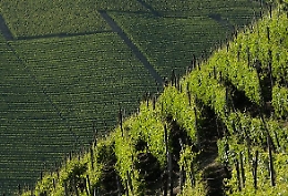 Alessio Monti nuovo presidente dell'Associazione Comuni del Moscato