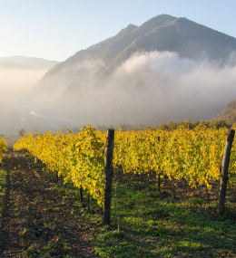 Tour: Derthona una tappa obbligata della Via Micaelica, oggi terra di grandi vini