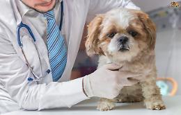 Coronavirus, ad Asti ambulatorio veterinario chiuso per precauzione