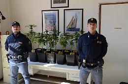 Asti, piante di marijuana in una cantina, la polizia denuncia un 24enne