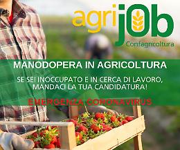 Nasce Agrijob per trovare manodopera in agricoltura