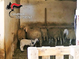 Un gregge "fantasma" scoperto a Vinchio dai carabinieri forestali