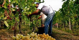Il mondo del Moscato fra bottiglie ferme e proposta di distillazione