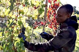 Migranti in agricoltura: partito il progetto sperimentale della Cia astigiana