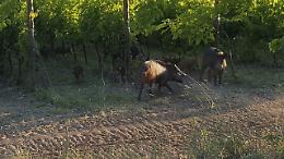 Oltre il lockdown: in agricoltura ingenti danni anche dalla fauna selvatica