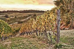 Araldica Castelvero: i vini dell&rsquo;eccellenza da 900 ettari di vigneti