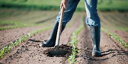 "Io lavoro in agricoltura", il portale della Regione per il "collocamento" in campi e vigne