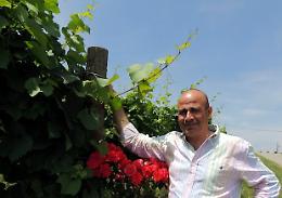 Distillazione, stoccaggio, riduzione delle rese: lo chiede il Piemonte Land per tutelare i suoi vini