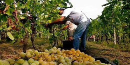 Chiesto un forte impegno della Regione per rilanciare il comparto vitivinicolo