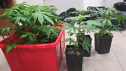 Asti, la Finanza sequestra 31 chili di marijuana e 140 mila euro in contanti