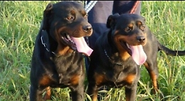 Asti, bambina aggredita e azzannata da due rottweiler