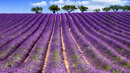 Dal Monferrato fino alla Provenza un viaggio al profumo di lavanda