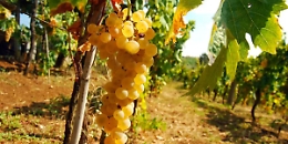 I Comuni del moscato chiedono risposte certe contro la crisi causata dal coronavirus