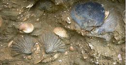 Asti, passeggiata sul fondale del Mare Padano o dentro lo scrigno di biodiversit&agrave; naturali?