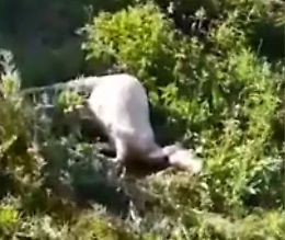 Gregge astigiano aggredito dai lupi ad Usseaux