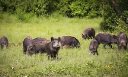 Asti, l'Atc anticipa il rimborso danni da cinghiali, caprioli e ghiri per il 2019