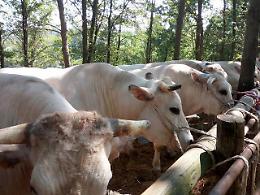 Monastero Bormida non rinuncia alla sua Fiera del bestiame